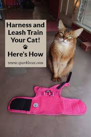 Pin On Cat Training And Tricks