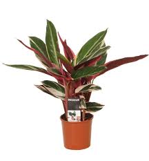 Pflanze mag eine sonnige position in gut durchlässigen böden, kann in den sommermonaten draußen gestellt werden, aber während des rests des jahres bringen türen. Calathea Triostar Luftreinigend Florastore