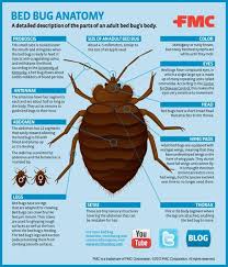 Ysk How To Identify Bed Bugs Accurately Youshouldknow