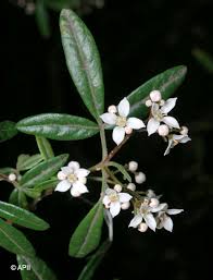 Image result for Smithia erubescens