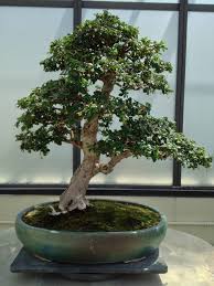 Due to its easy indoor maintenance, this little fellow can spruce up any living room. Fukien Tea Bonsai Tree Care Guide Carmona Retusa Or Ehretia Microphylla Bonsai Tree Gardener