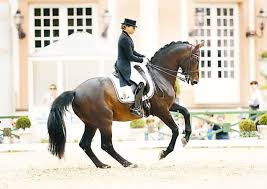 Sieh dir an, was dorothee schneider (dschneiderds55) auf pinterest, der weltweit größten sammlung von ideen, entdeckt hat. M 14 23 D0681 Dorothee Schneider Ger Silvano 71 Kwpn Dressur Dressurpferde Pferdefotos