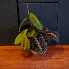 Image result for Maranthes floribunda