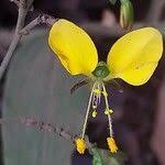 Image result for Aneilema aequinoctiale