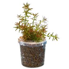 Image result for Rotala mexicana