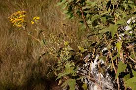 Image result for Anisopappus kirkii