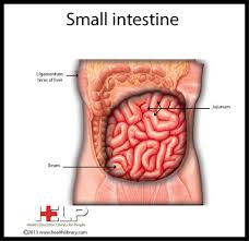 Small Intestine Food Sensitivities Digestion Digestive System
