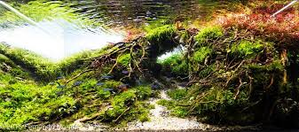 What's more, they had 10 aquascapes place in the top 10! Aquascaping Contest Aga 2018 Winners Aquascapinglove Com Aquascape Aquatic Garden Aquascape Aquarium