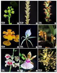 Image result for Eulophia stachyodes