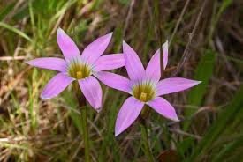 Image result for Romulea