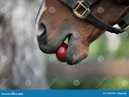 Horse eats an apple stock photo. Image of black, moustaches - 21465138