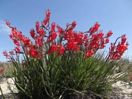 Image result for Babiana