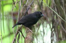 St Lucia Black Finch Melanospiza Richardsoni By Marcel Holyoak Finch Bird Species Wild Birds