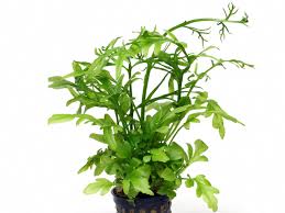 Image result for Ceratopteris