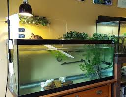 Pin On Aquarium
