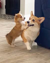 Cute Corgi Puppy Corgi Cute Puppy In 2020 Cute Corgi Puppy Cute Dogs Cute Dogs And Puppies
