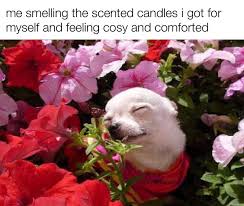 Check spelling or type a new query. The Smallest Comfort Things R Wholesomememes Wholesome Memes Know Your Meme