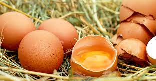 All living organisms in the world can be classified as either an autotroph or heterotroph. Are Your Eggs Really Organic