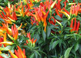 Cara menanam cabe dengan resiko kegagalan rendah harus memperhatikan syarat tumbuhnya. Begini Jarak Tanam Cabe Rawit Yang Baik Dan Benar Mediatani