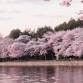 Zen Monasteries and Cherry Blossoms Japan event image