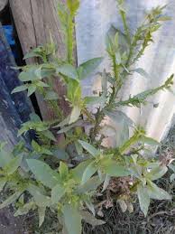 Image result for Laggera crispata