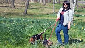 Bonding requirements vary by state. Dog Walking Insurance Why You Need It And How To Find The Best Plans