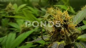 The flowering stage of the cannabis plant is one of the most important phases because it determines the end of product of your hard work. Timelapse Plant Grow Cannabis Stock Footage Royalty Free Stock Videos Pond5
