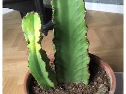 Both cacti and euphorbias tend to be stem succulents, that is, they store moisture in swollen stems, both here are a few tips on telling the euphorbias from cacti. Candelabra Cactus Turning Brown