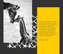 See more ideas about giraffe, giraffe art, giraffe pattern. South African Giraffe Joomla Template