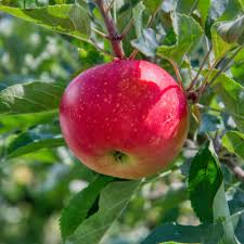 Many local nurseries will promote beautiful fruit plants and trees but not all fruits and nuts are adapted to all parts of texas. Fruit Trees Bob Wells Nursery U S Shipping