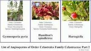 Image result for Gymnosporia tenuispina