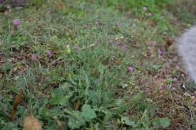 Image result for Emilia discifolia