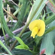 Image result for Zornia