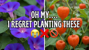 Image result for Gerrardinaceae