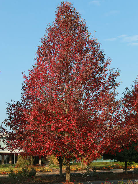 Firestarter® Tupelo - J. Frank Schmidt & Son Co.
