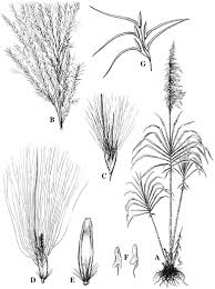 Image result for Eccoptocarpha obconiciventris