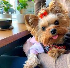 2021 satilik yorkshire terrier fiyatlari panosundaki pin