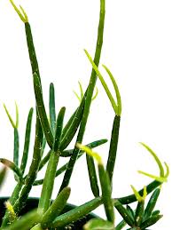 Image result for Rhipsalis baccifera