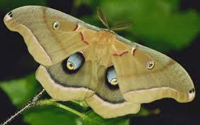 Apr 29, 2021 · in its final instar the caterpillar becomes a pupa (for butterflies this is also known as a chrysalis). Polyphemus Moth Antheraea Polyphemus Facts And Pictures