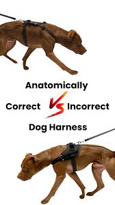 Image result for invalid dog wheelset