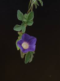 Image result for Ipomoea welwitschii