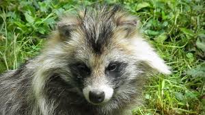 It may not even be legal for you to have a raccoon in your state. Never Heard Of The Minnesota Raccoon Dog Either We Are Lucky Twin Cities