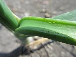 Image result for Onion Thrips