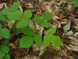 Image result for Hylodesmum