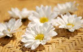 Cute Flower Desktop Backgrounds Cute Wallpaper For Laptops White Flower Wallpaper Cute Wallpapers