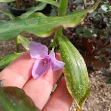 Image result for Coleotrype natalensis