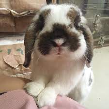 Pin On Animals I Want To Steal