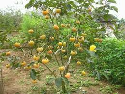 Kaki or known as pisang kaki in malaysia. Persimmon Pisang Kaki Variety Mini Kebun Belakang Rumah Facebook