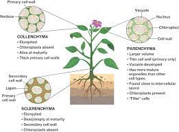 Maybe you would like to learn more about one of these? Plant Cell Types Course Hero