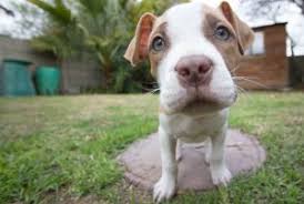 This blue pitbull is a 4th generation manmade kennels production. Fact Check Is The Blue Nose Pitbull Different From Other Pittie Breeds Why You Ll Completely Fall In Love When Adopting A Pitbull
